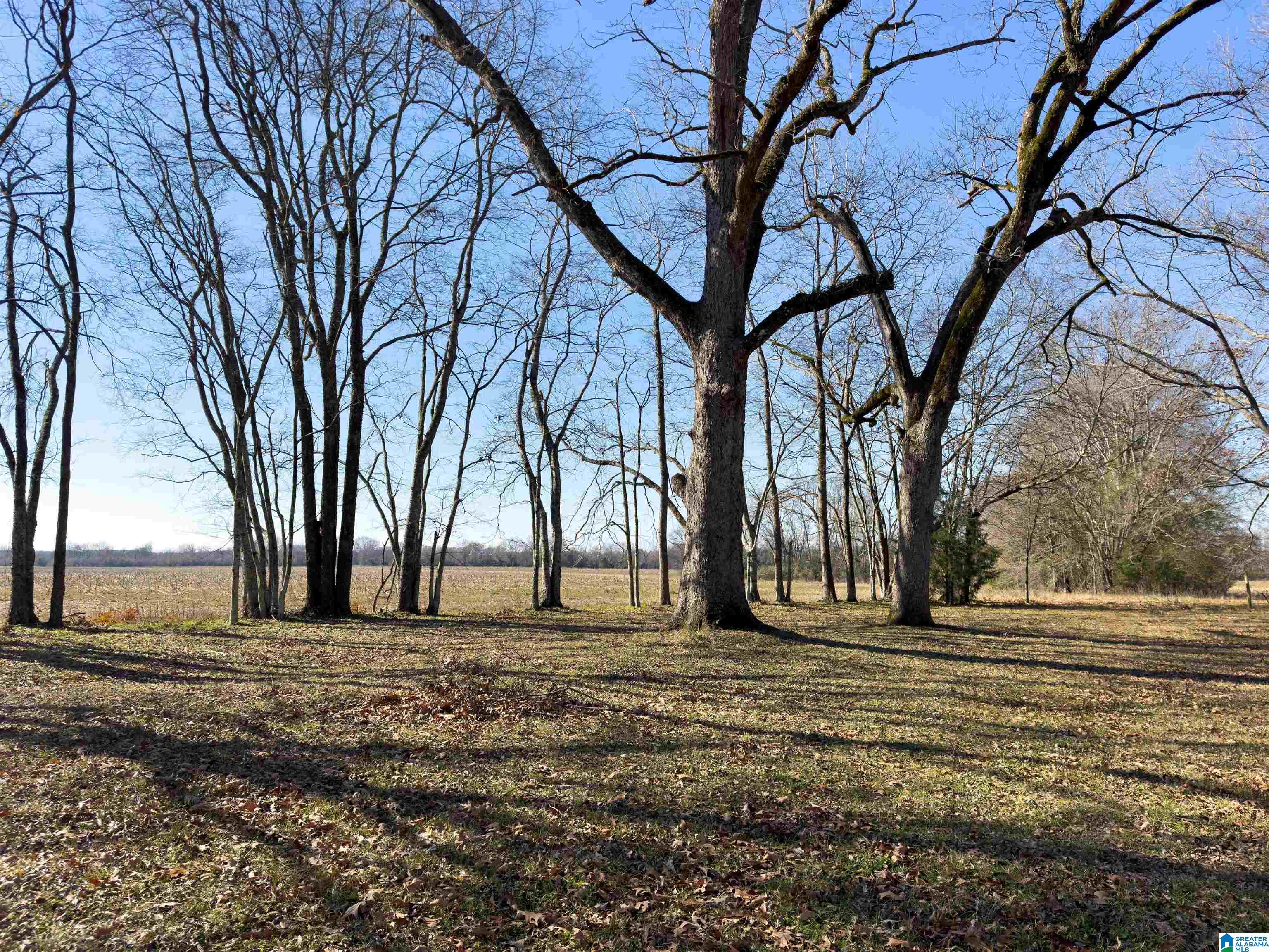 4366 County Road 45 Marion Junction, AL 36759 - Photo 35 of 41