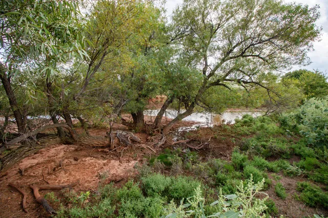 a view of a tree in a yard