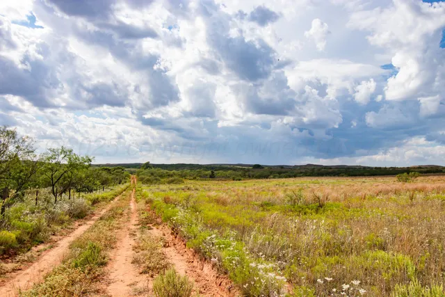 a view of a lake with plants and large trees