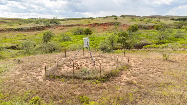 a view of a forest with a mountain