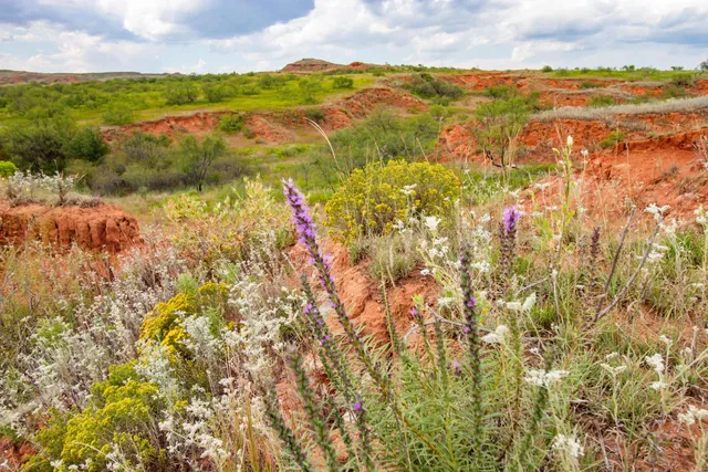 a view of a big yard with lots of bushes