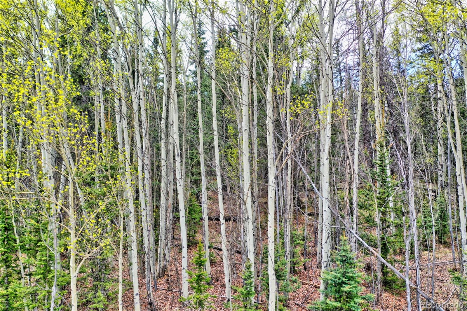 1161 West Longbow Drive Como, CO 80456 - Photo 9 of 29