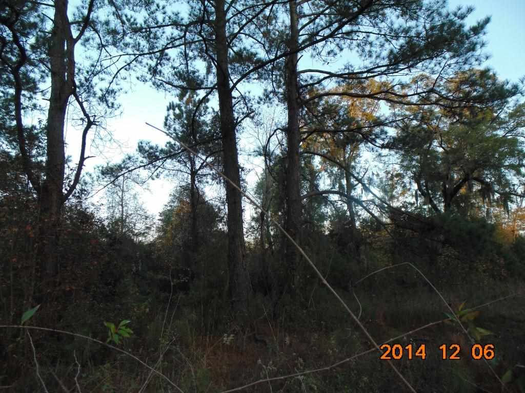 Vacant Old Lloyd Road Monticello, FL 32344 - Photo 17 of 25 Gallery Image 17