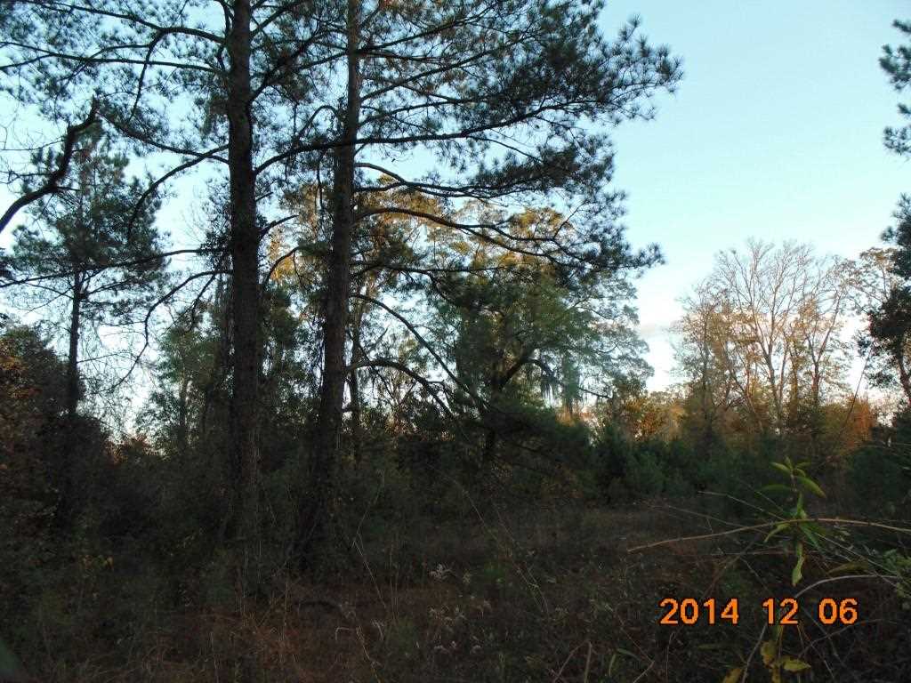 Vacant Old Lloyd Road Monticello, FL 32344 - Photo 21 of 25 Gallery Image 21