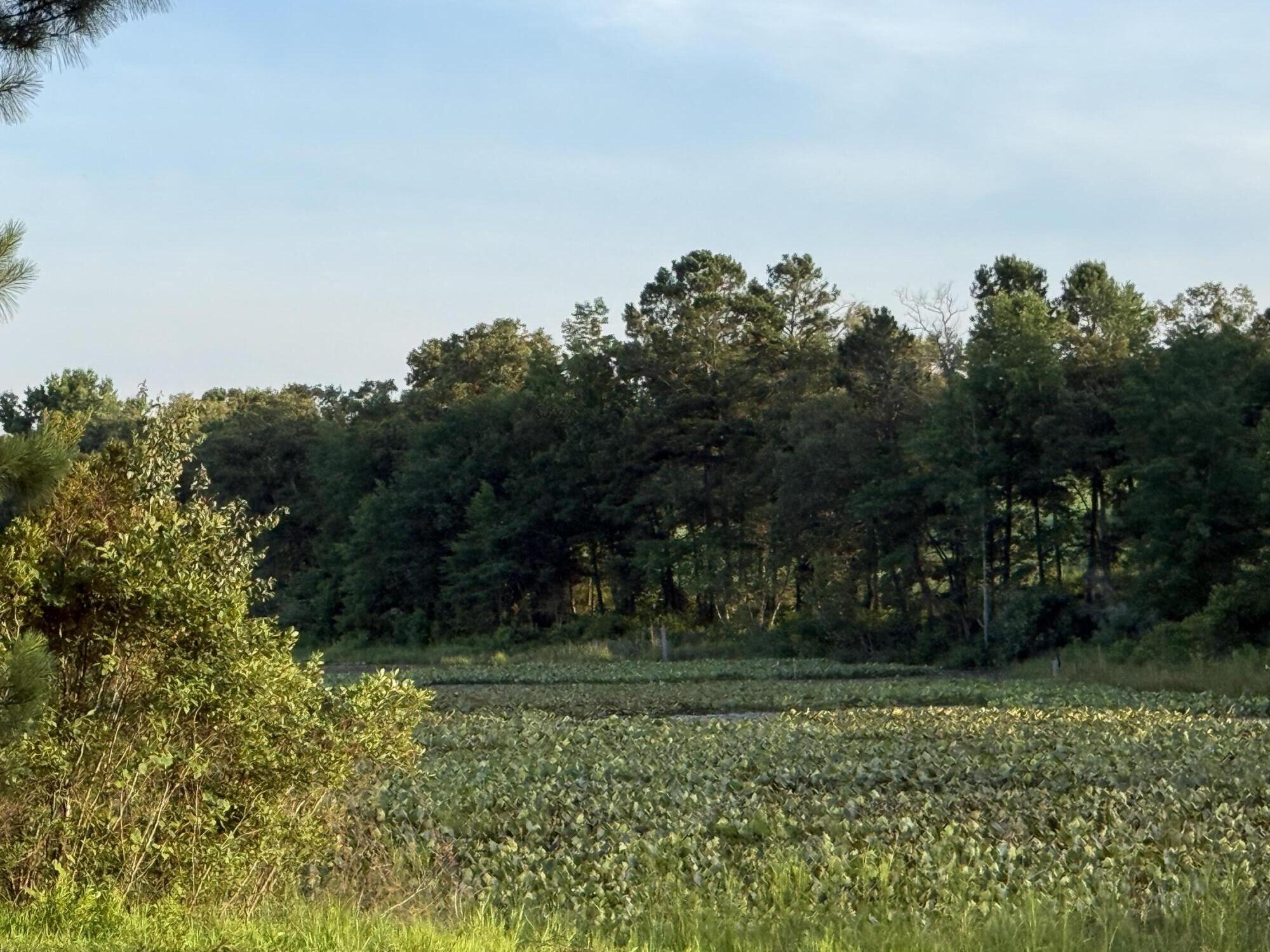 Lot 12 Reeves Street Aiken, SC 29805 - Photo 4 of 22