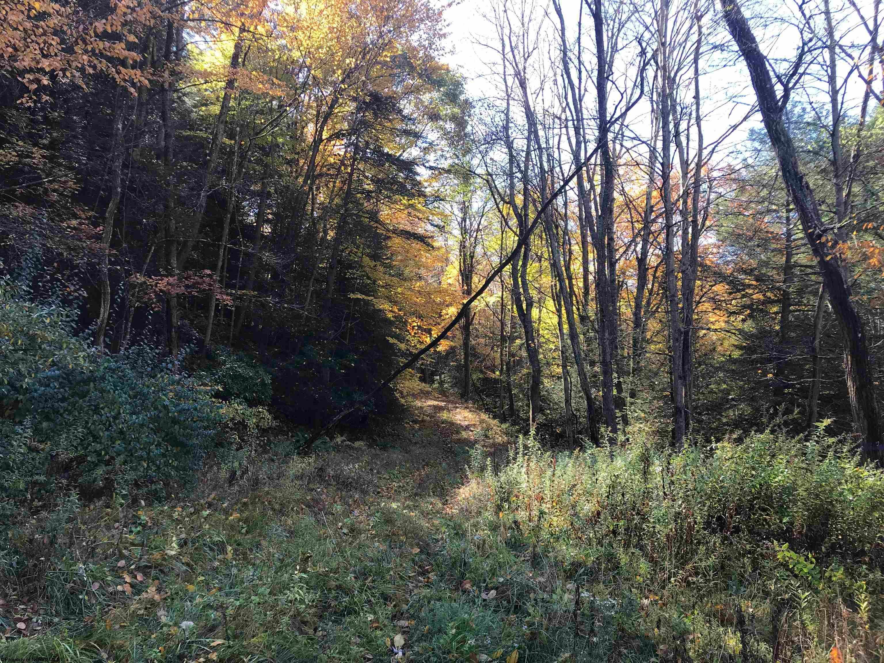 Tbd Woolen Mill Road Albright, WV 26519 - Photo 3 of 8 Gallery Image 3