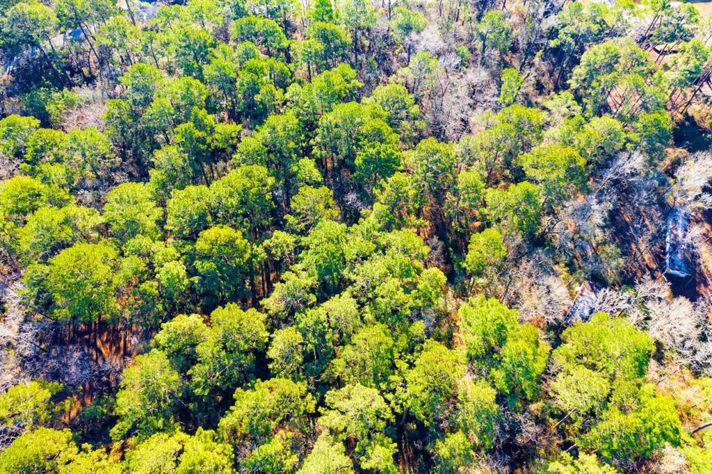 Lot 30 Cedar Court Trinity, TX 75862 - Photo 11 of 19 a view of a bunch of flowers