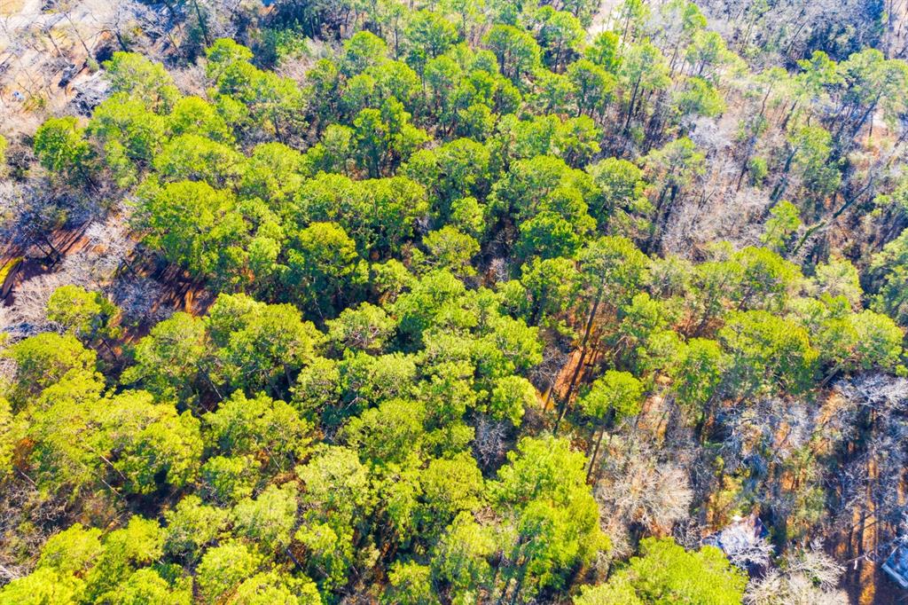 Lot 30 Cedar Court Trinity, TX 75862 - Photo 12 of 19 a view of a plant with a tree