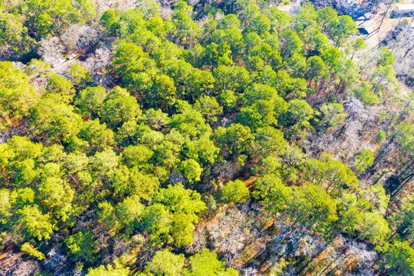 a view of a plant with a tree