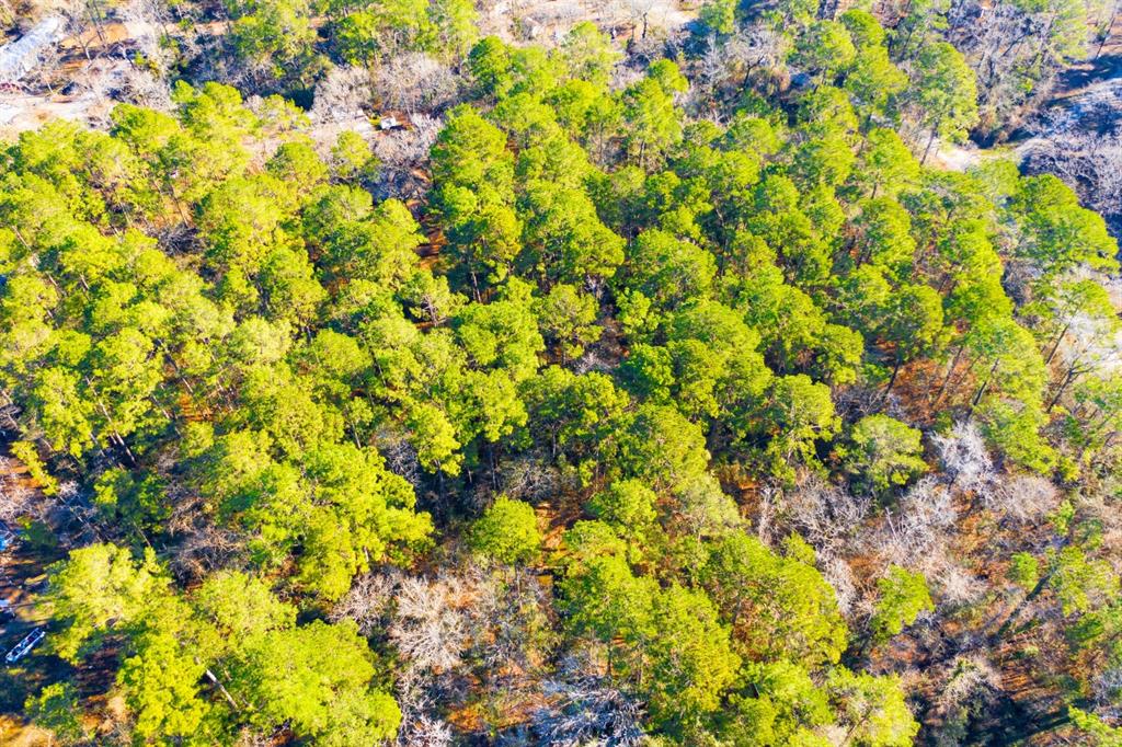 Lot 30 Cedar Court Trinity, TX 75862 - Photo 14 of 19 a view of a tree with a house in a background