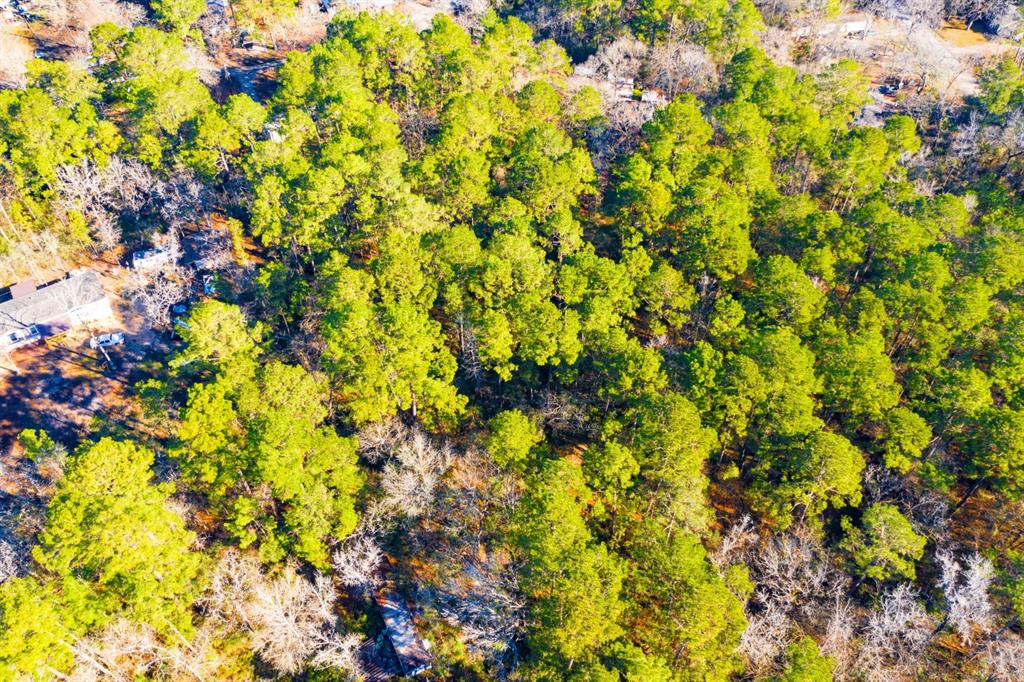 Lot 30 Cedar Court Trinity, TX 75862 - Photo 15 of 19 a view of a tree with a flower in a garden
