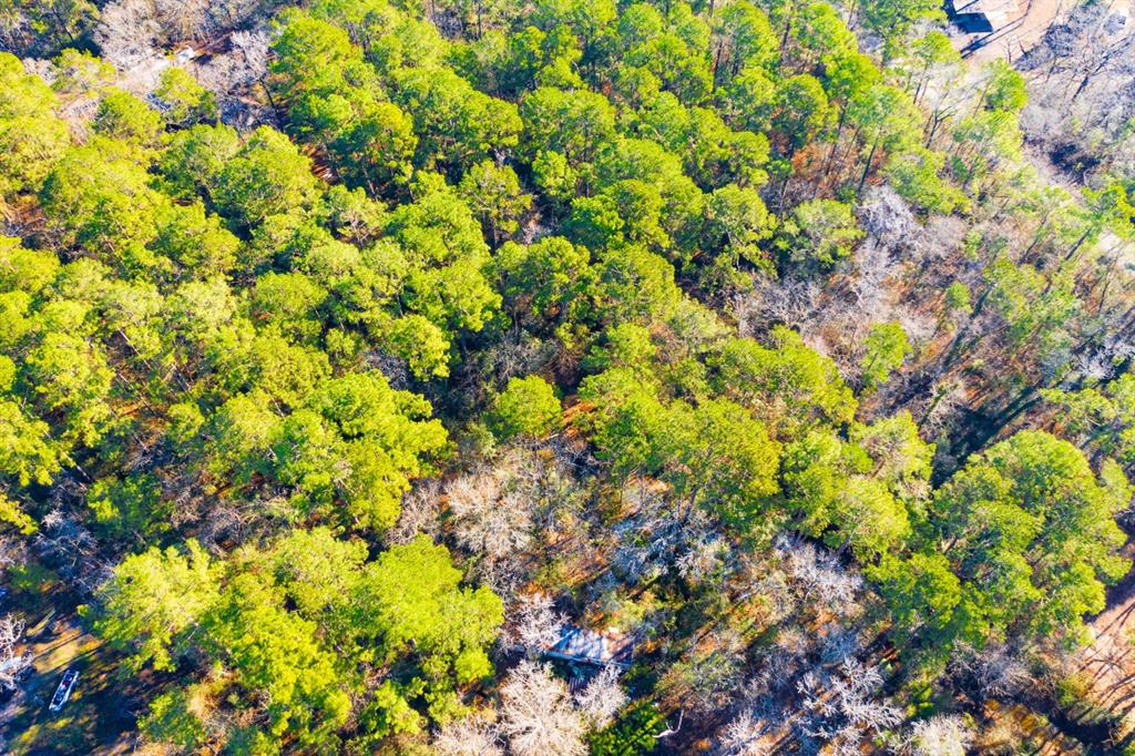 Lot 30 Cedar Court Trinity, TX 75862 - Photo 2 of 19 a view of a tree with a flower in a garden