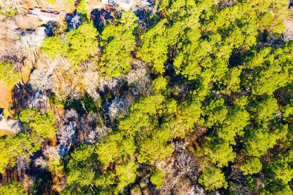 a view of a tree
