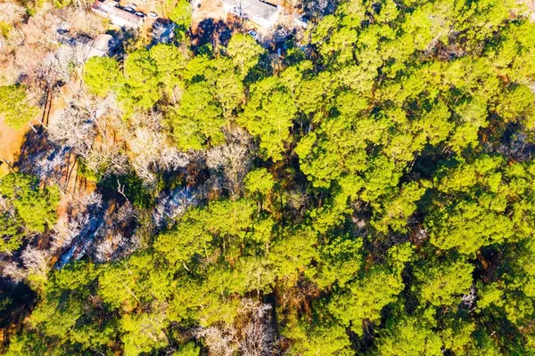a view of a tree