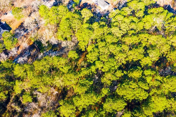 a view of a tree