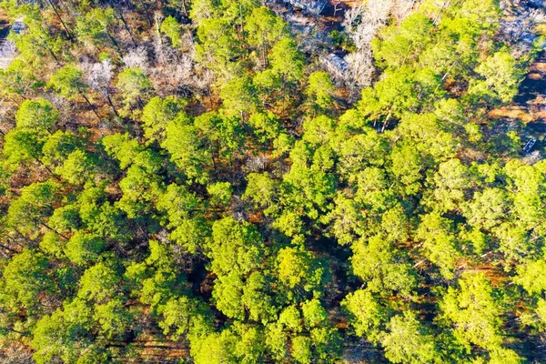 a view of a tree
