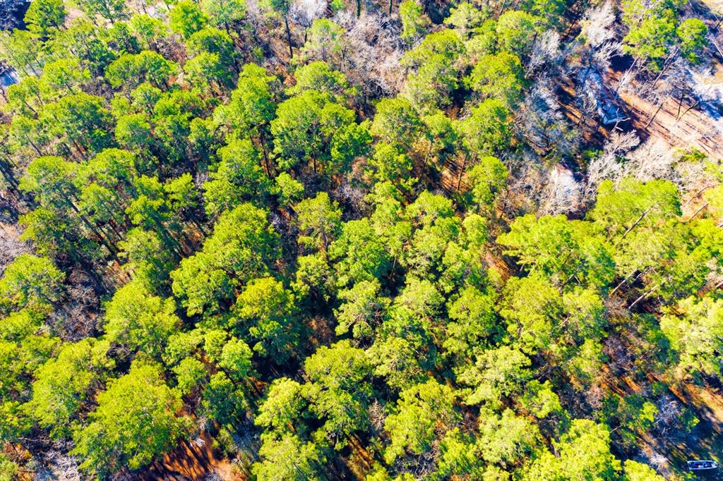 Lot 30 Cedar Court Trinity, TX 75862 - Photo 10 of 19 a view of a plant