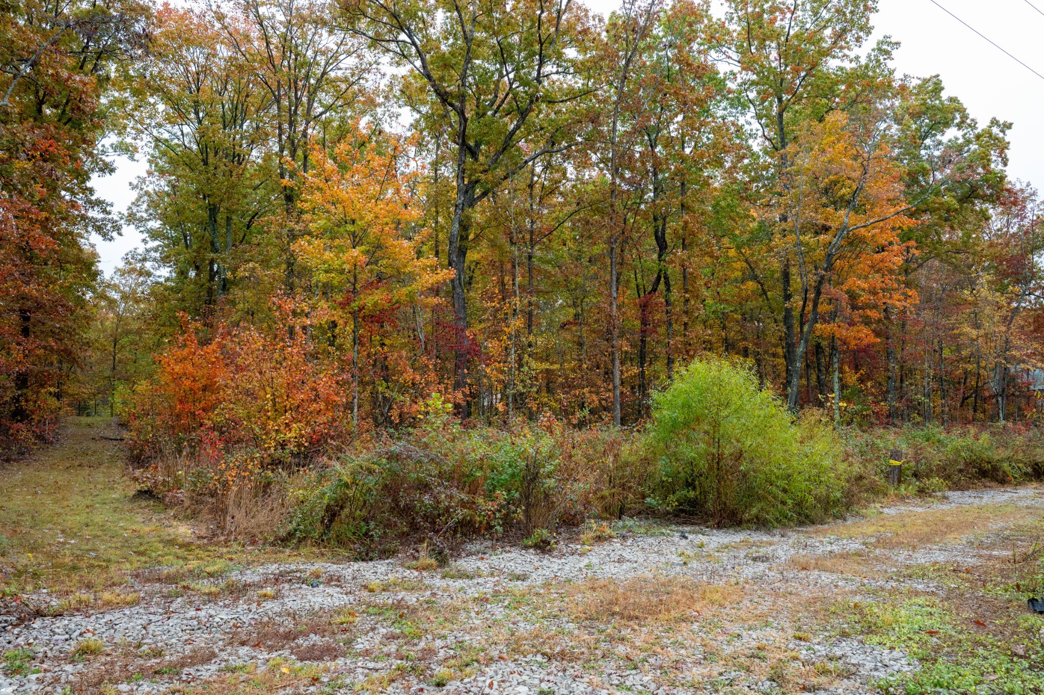 0 Roanoke Road Jamestown, TN 38556 - Photo 11 of 19 a view of a plants and trees