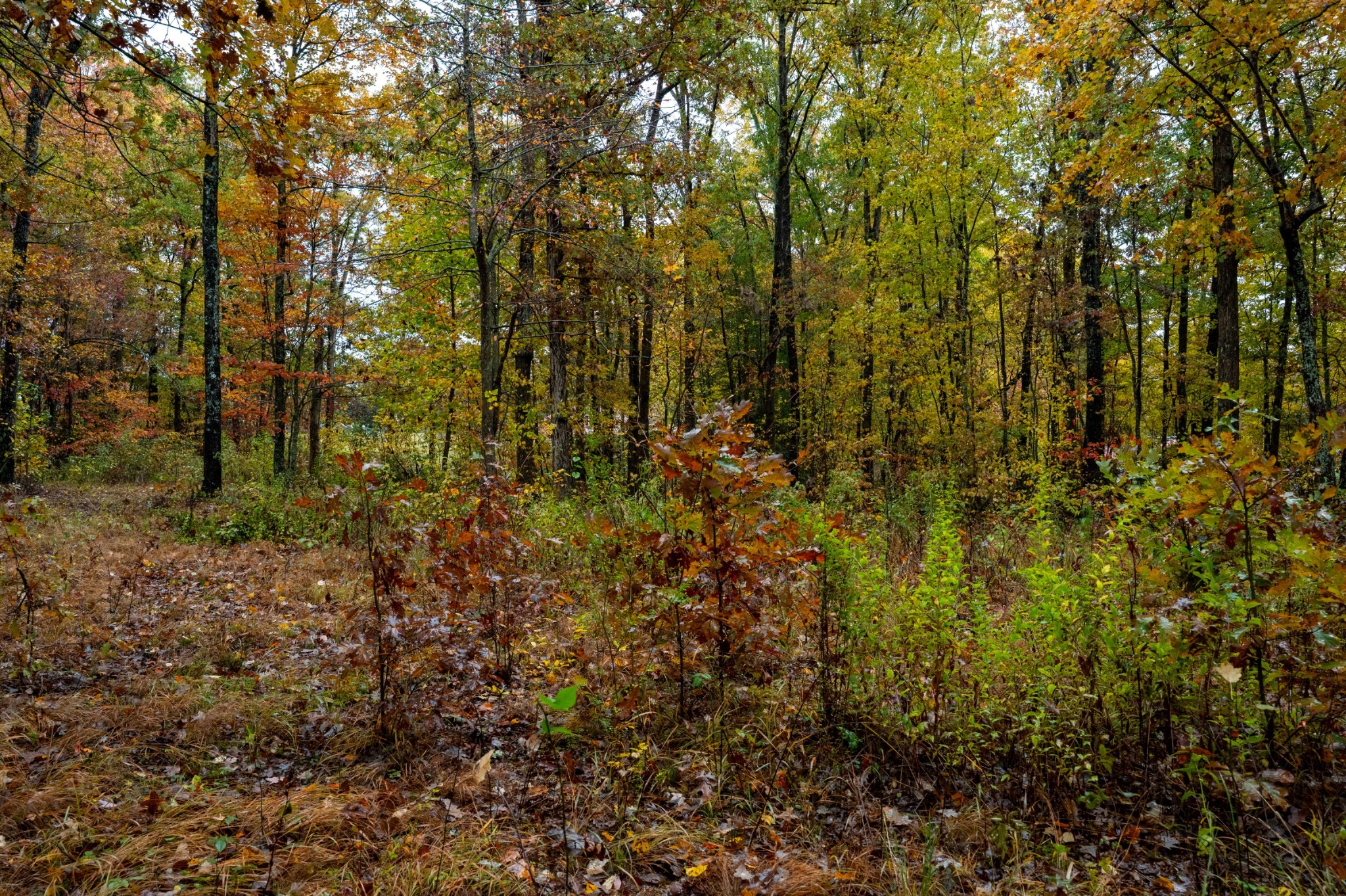 0 Roanoke Road Jamestown, TN 38556 - Photo 14 of 19 a view of a yard