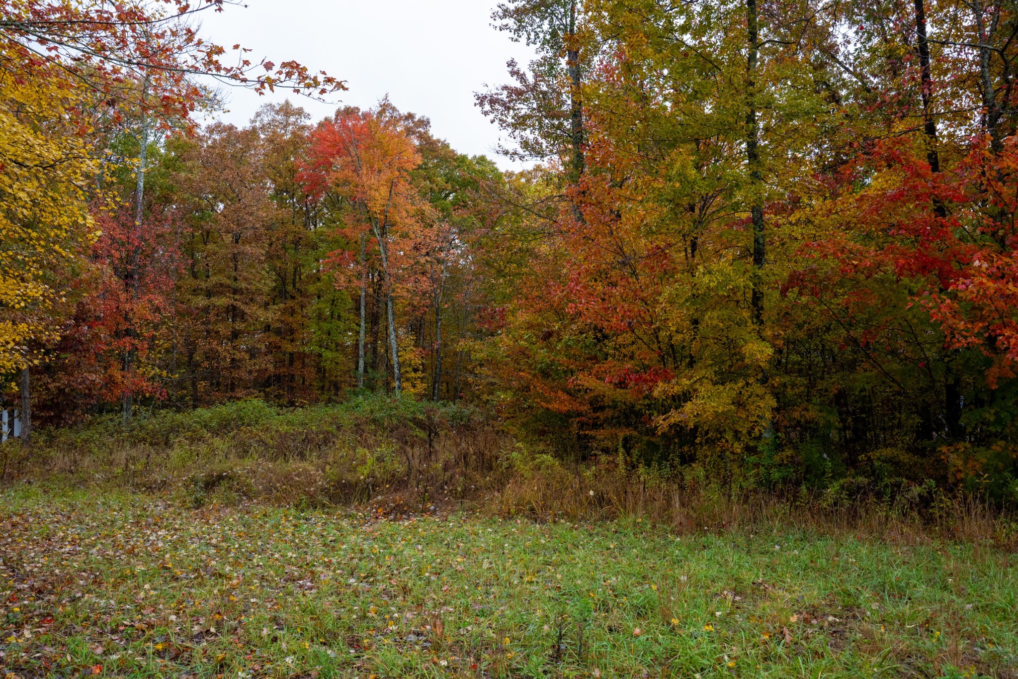 0 Roanoke Road Jamestown, TN 38556 - Photo 19 of 19 a view of a yard
