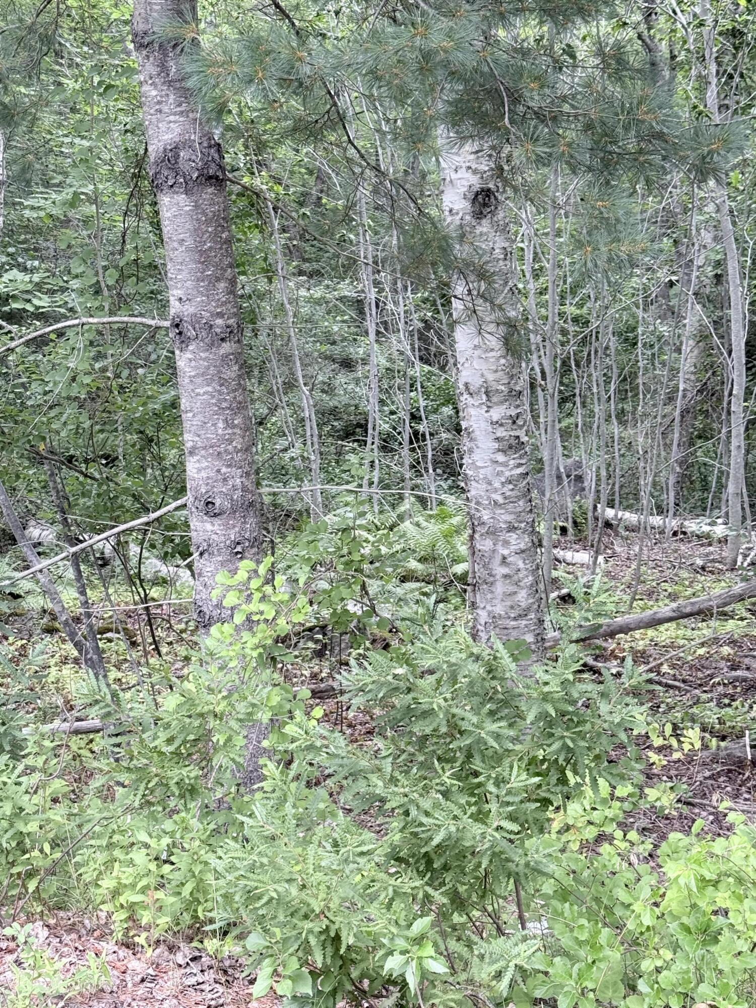 0 Walker Road Lamoine, ME 04605 - Photo 7 of 7 IMG_2569