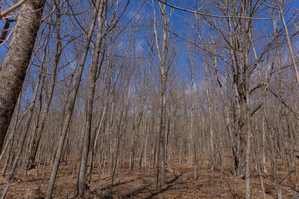 8 Hodgkins Hl Road Temple, ME 04984 - Photo 53 of 64 sandyriverrealty-55