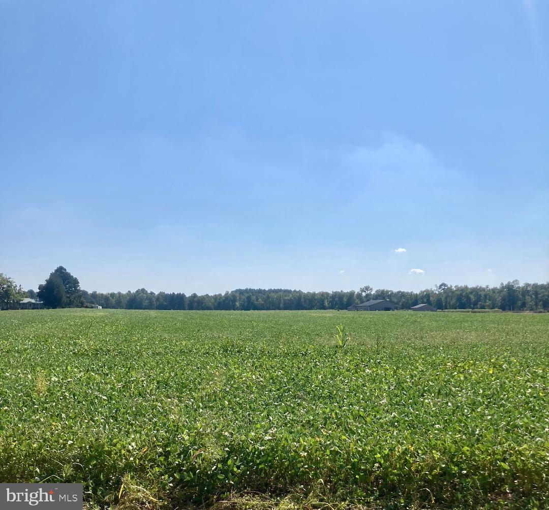 700-769 Sandtown Road Felton, DE 19943 - Photo 2 of 8 40.5 acres of pristine farmland