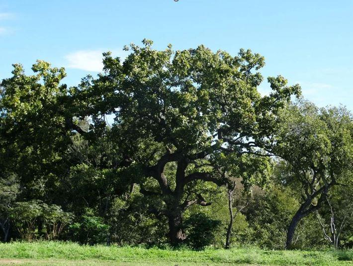 4194 Southeast River Road Martindale, TX 78655 - Photo 13 of 30 a backyard of a house with lots of trees