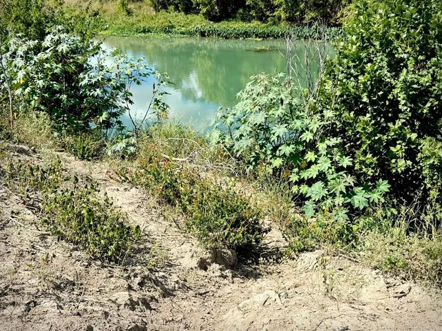 a view of a lake with a tree