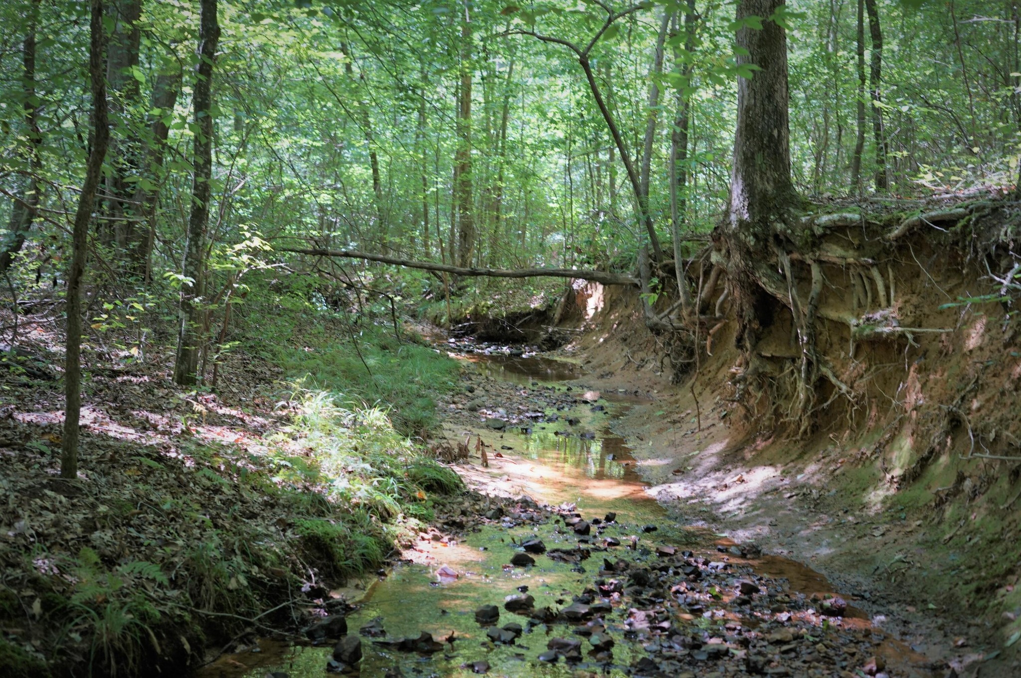 0 Lick Ck Road Big Sandy, TN 38221 - Photo 3 of 11 Gallery Image 3