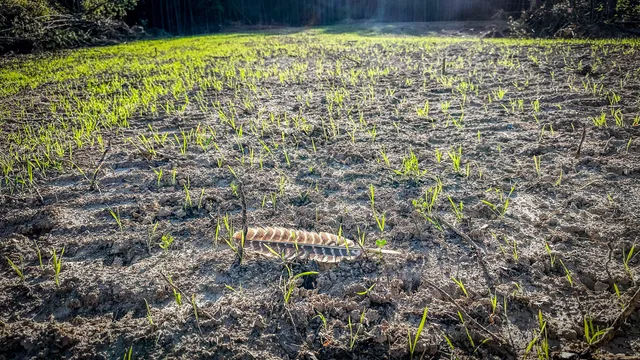 $130,500 | 0 Hurricane Creek Road, Linden, TN 37096