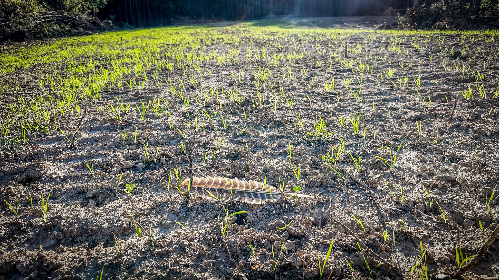 0 Hurricane Creek Road Linden, TN 37096 - Photo 22 of 30
