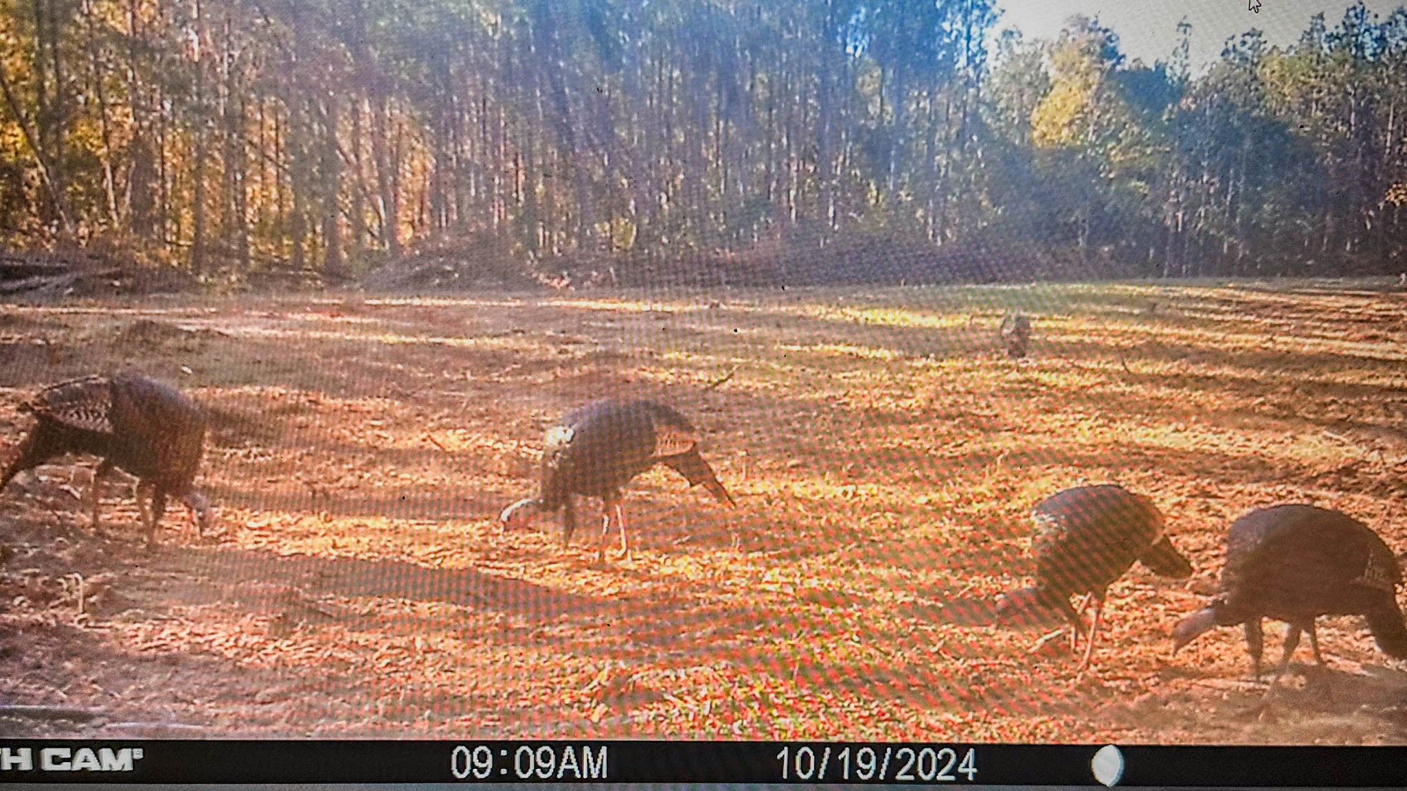 0 Hurricane Creek Road Linden, TN 37096 - Photo 27 of 30