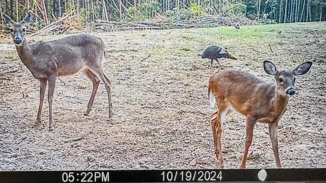 $130,500 | 0 Hurricane Creek Road, Linden, TN 37096