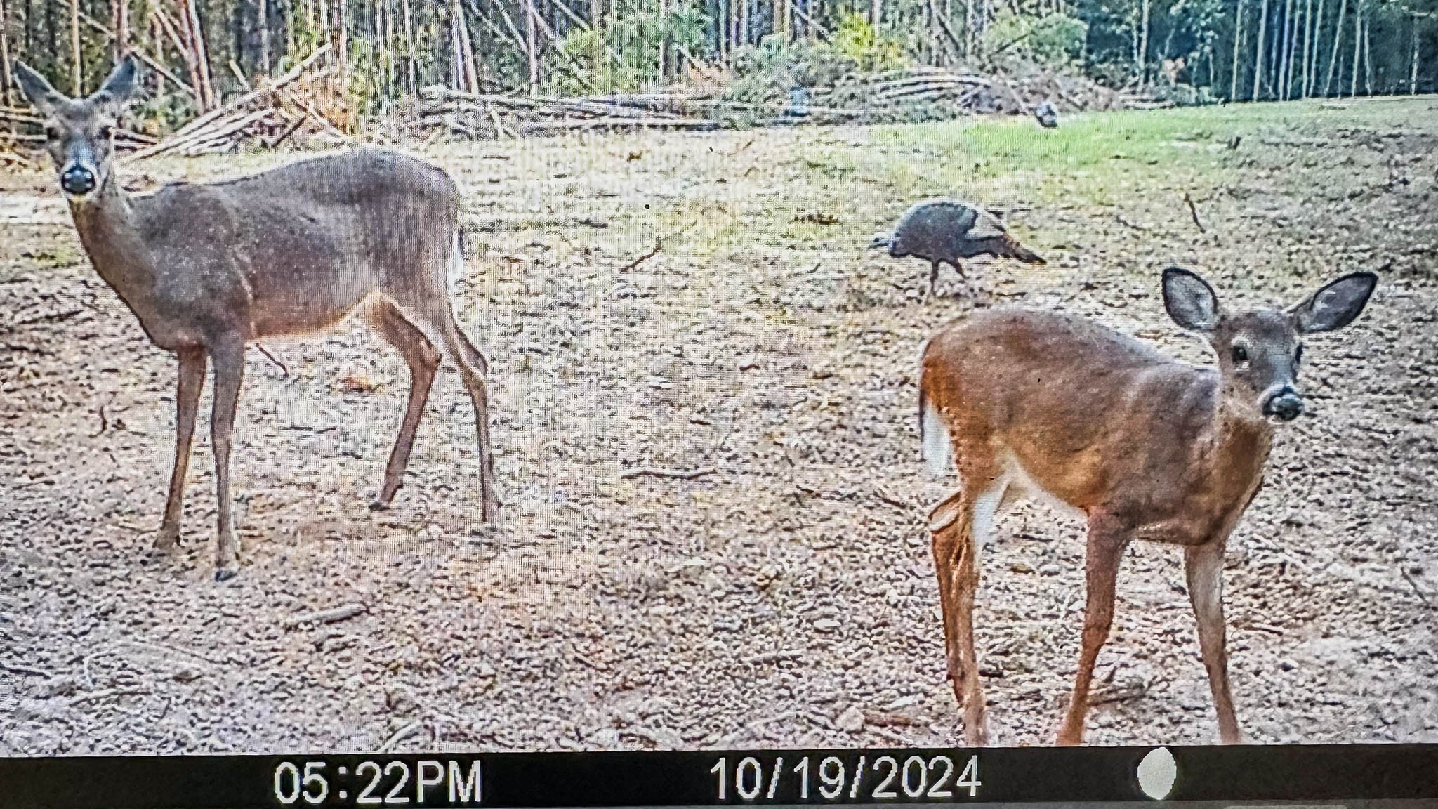 0 Hurricane Creek Road Linden, TN 37096 - Photo 28 of 30