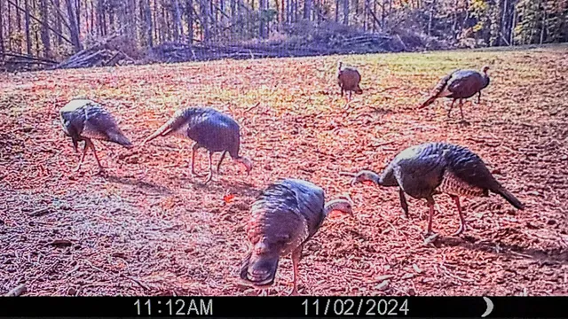 $130,500 | 0 Hurricane Creek Road, Linden, TN 37096