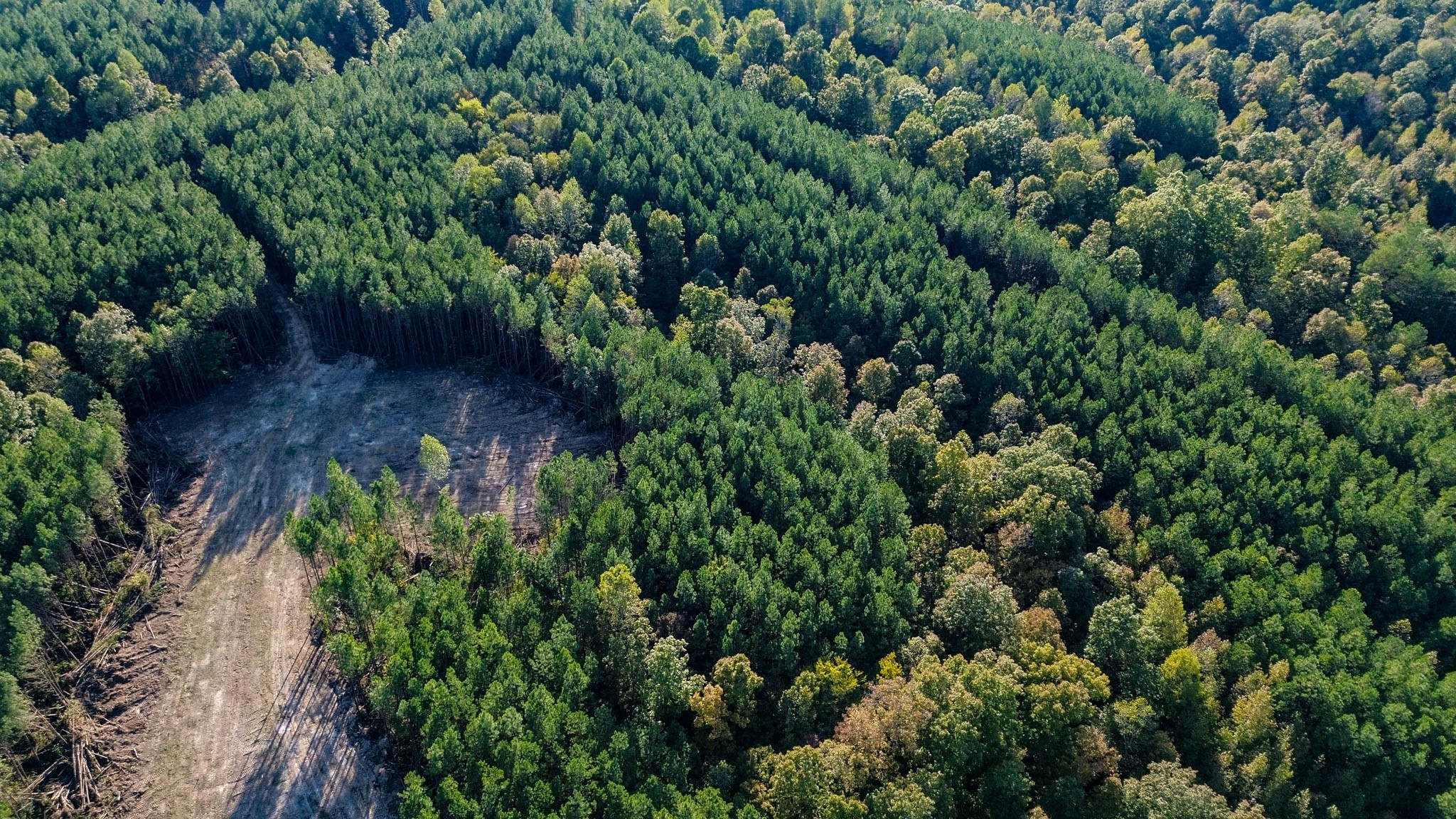 0 Hurricane Creek Road Linden, TN 37096 - Photo 4 of 30