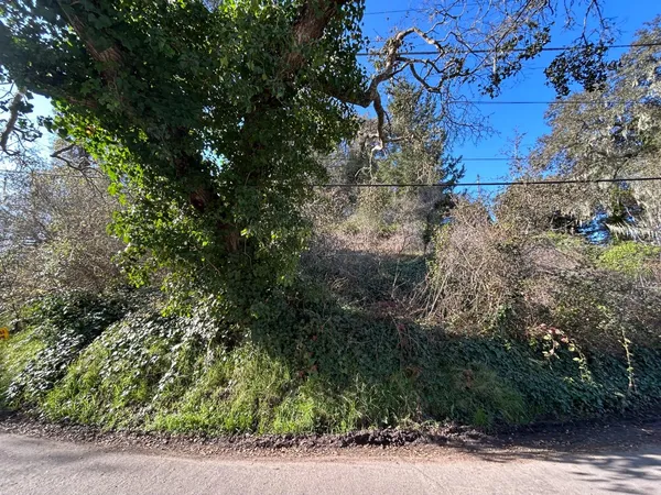 a view of a yard with plants and trees