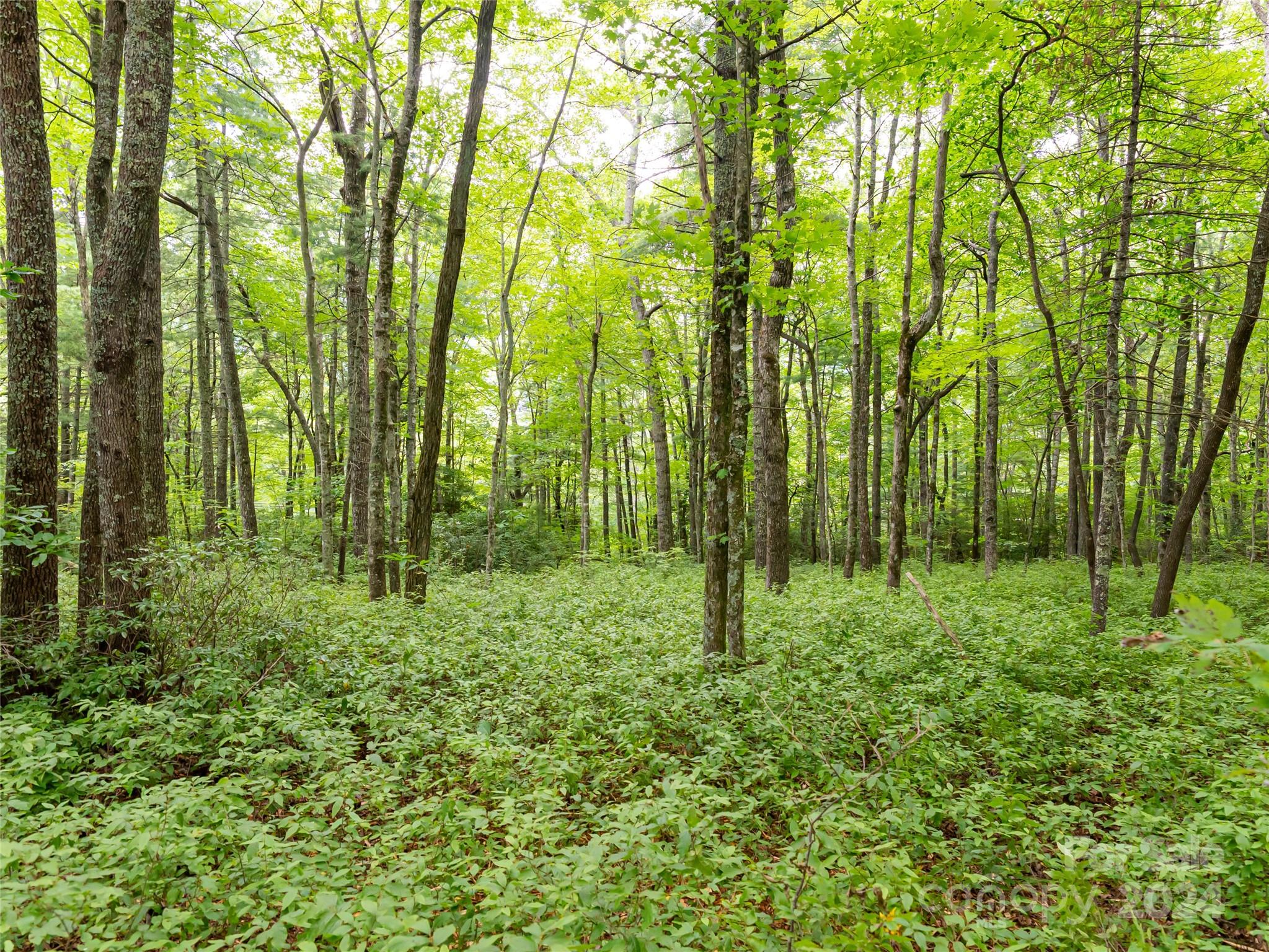99999 Panther Ridge Road, Unit 2R Lake Toxaway, NC 28747 - Photo 16 of 36 Gallery Image 16