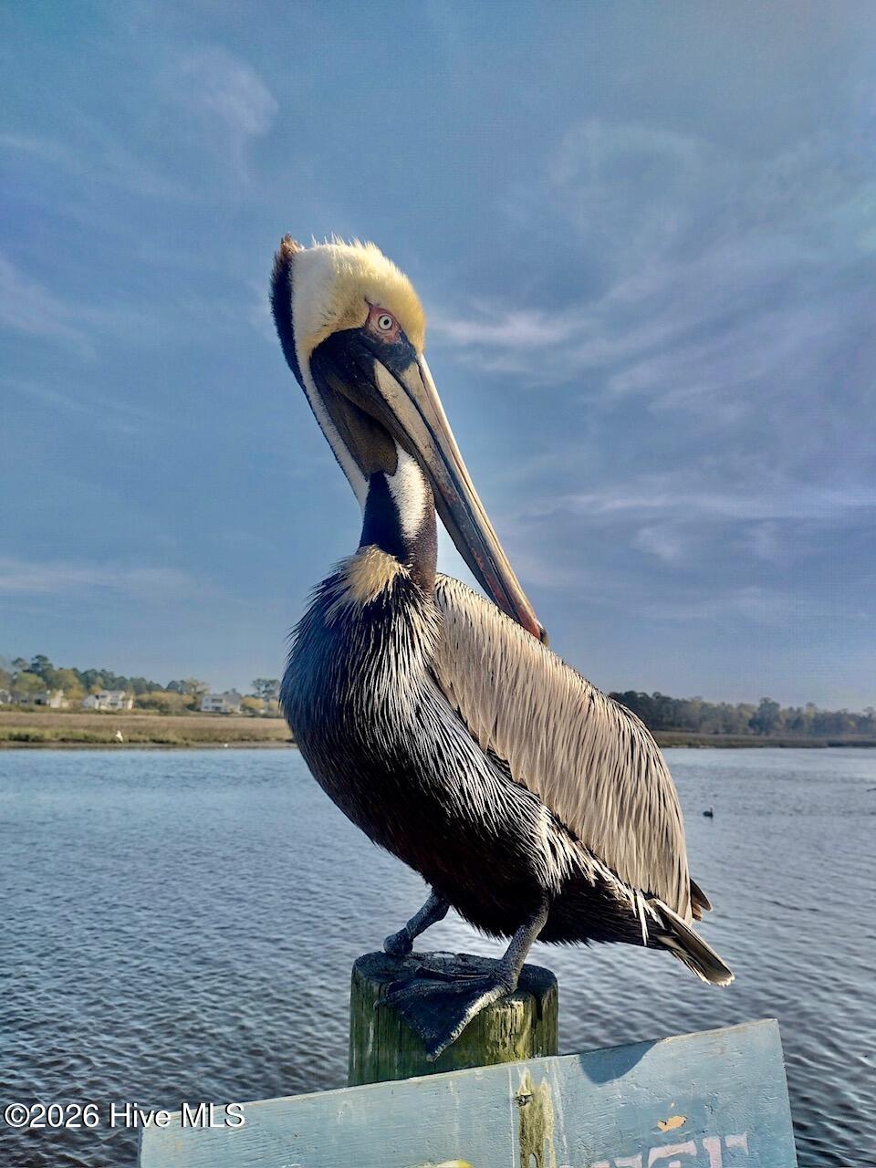 413 Ladyfish Loop Northwest Sunset Beach, NC 28468 - Photo 24 of 26 Attachment