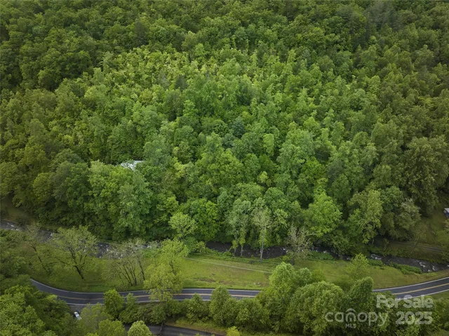a view of a lush green forest