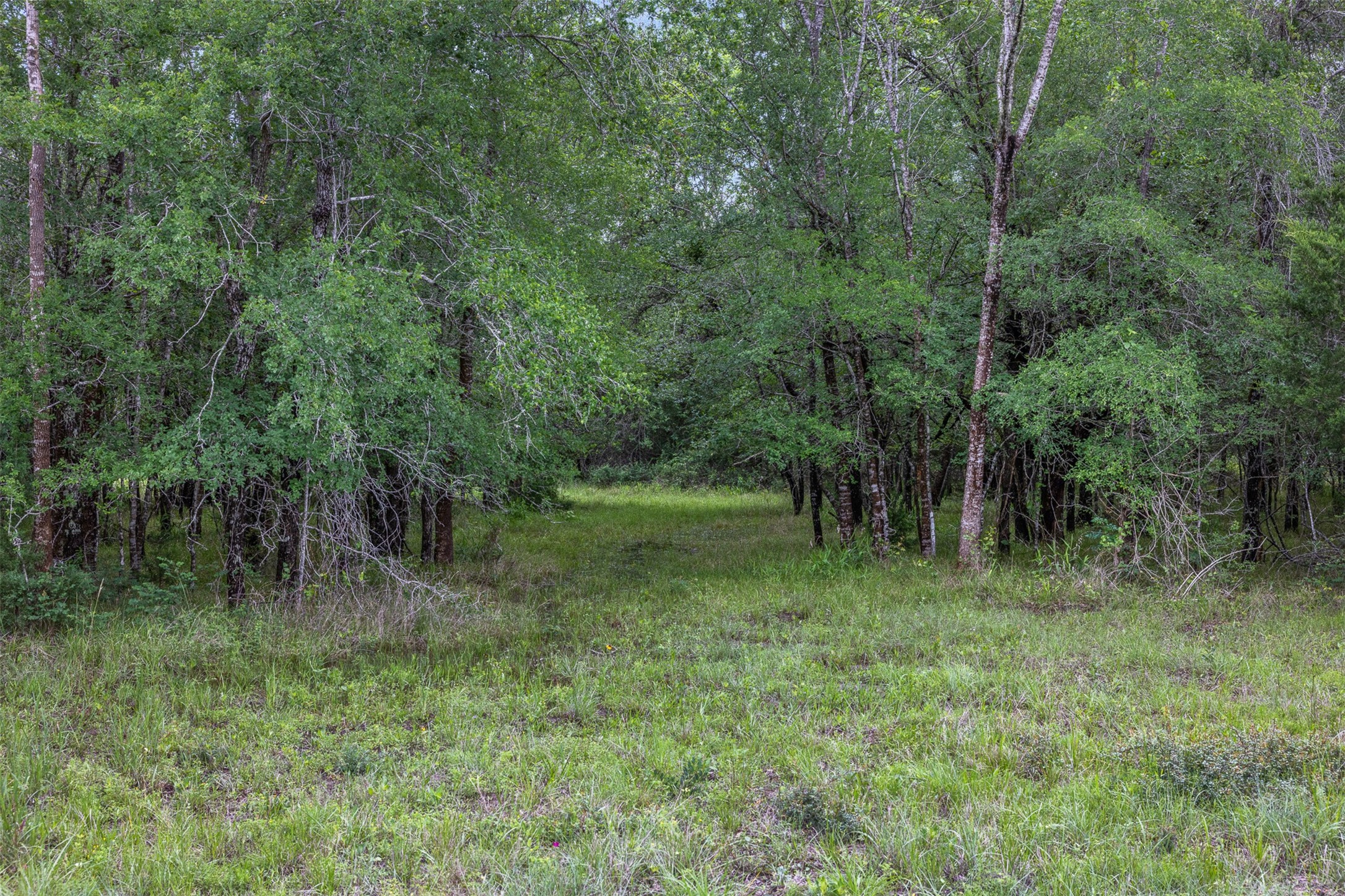 770 South Weyand Road Round Top, TX 78954 - Photo 43 of 50 a view of a lush green forest