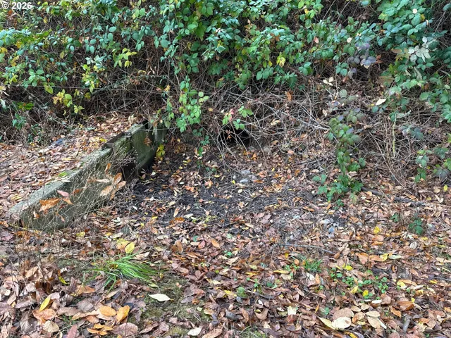 a black and white photo of a park