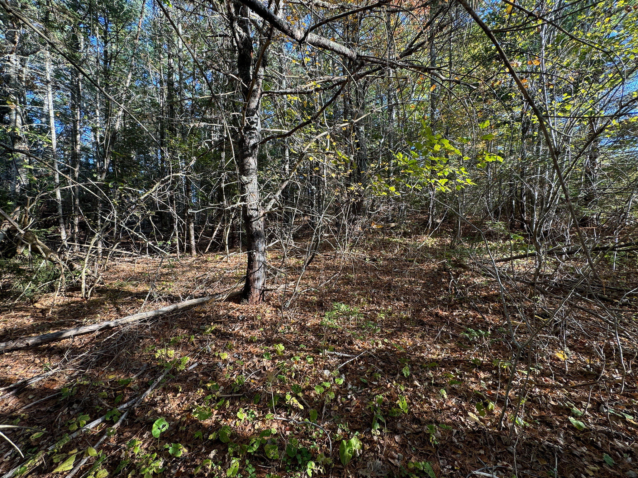 Lot 2.2 Belyea Road Dennysville, ME 04628 - Photo 20 of 20 20