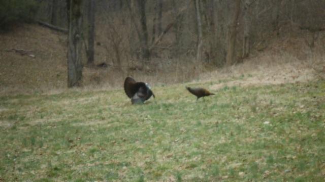 37.33-ac Modock Hollow Road Celina, TN 38551 - Photo 8 of 17 15