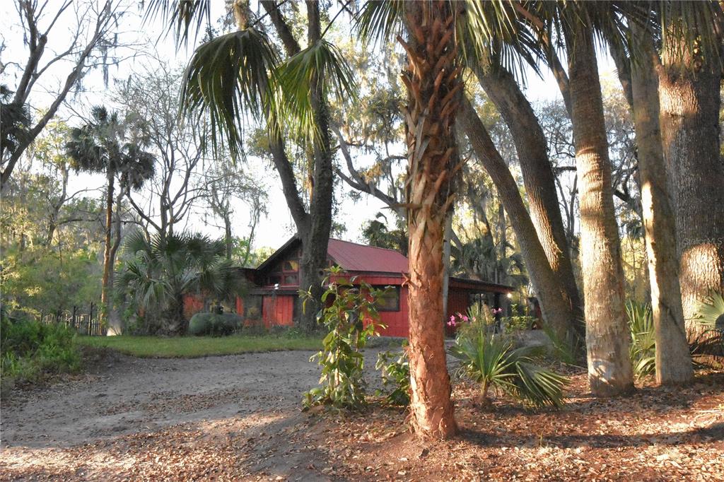 1302 Southeast Wacahoota Road Micanopy, FL 32667 - Photo 19 of 67 a view of a yard with palm trees