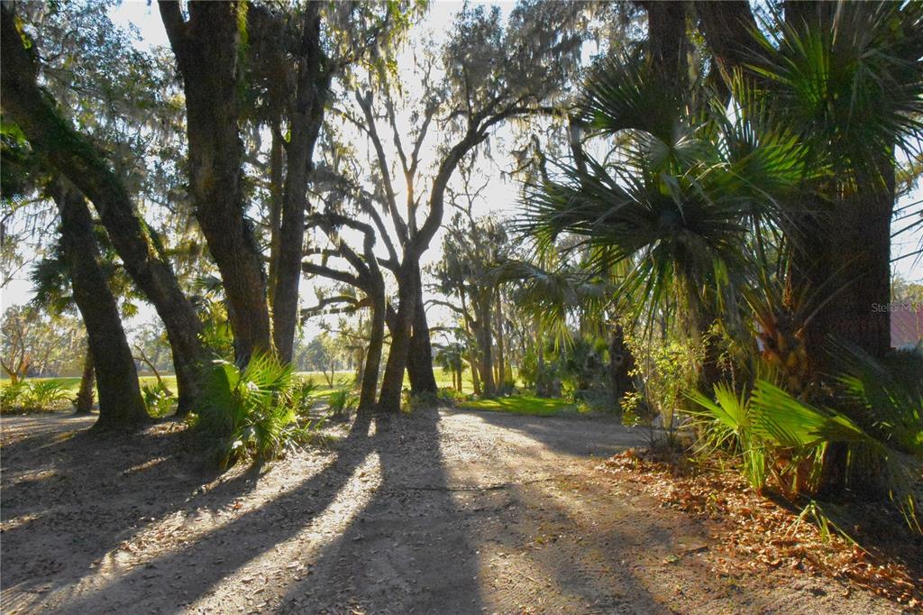 1302 Southeast Wacahoota Road Micanopy, FL 32667 - Photo 30 of 67 a view of outdoor space with lots of trees