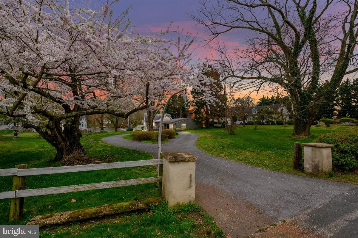 677 Red Cedar Road Annapolis, MD 21409 - Photo 5 of 44 Blooming cherry and other trees and perennials!