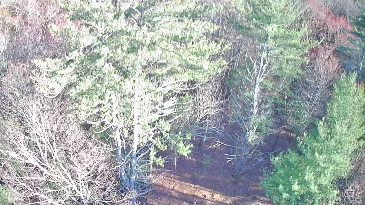 46 Pine Grove Road Kerhonkson, NY 12446 - Photo 11 of 22 a view of trees