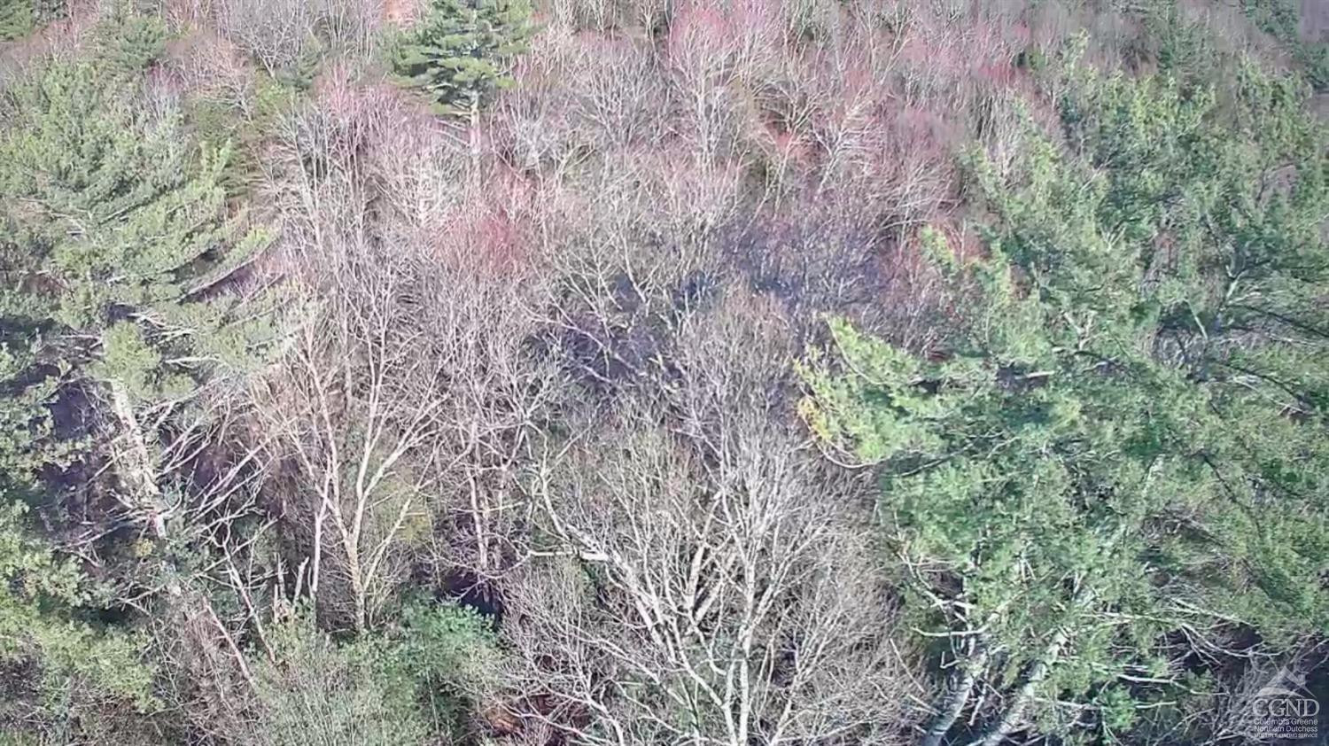 46 Pine Grove Road Kerhonkson, NY 12446 - Photo 13 of 22 a close up of a plant in a garden